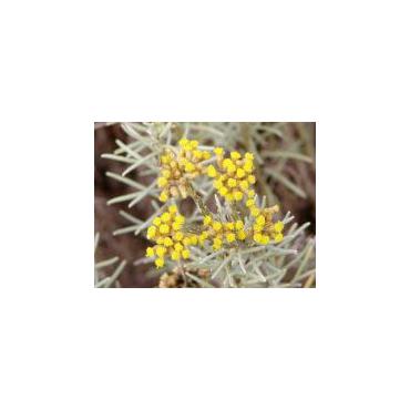Biochemia urody -  Hydrolat z kwiatu kocanki 100% EKOLOGICZNY